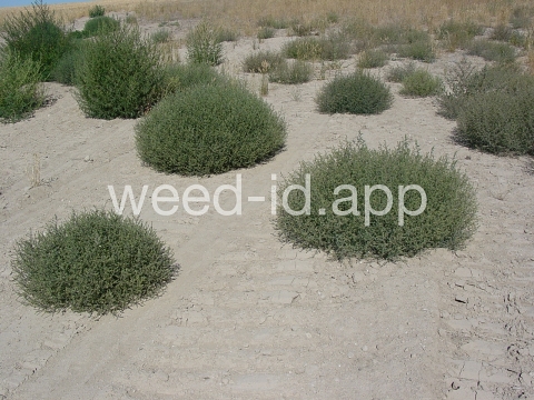 thistle, Russian